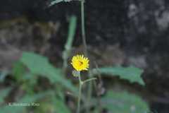 Sonchus oleraceus